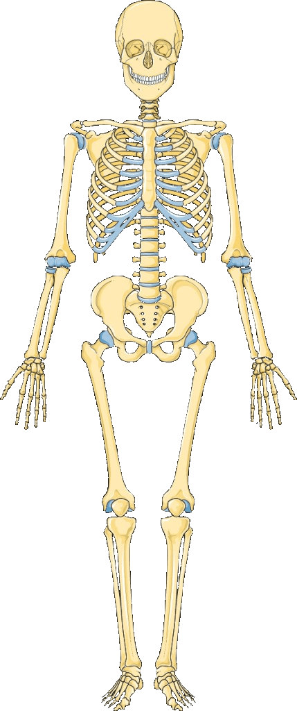 Skeleton illustration highlighting the rib cage and costal cartilage near the sternum