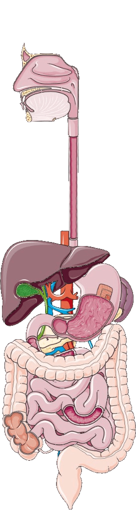 Anatomical illustration of the digestive system from esophagus to intestines