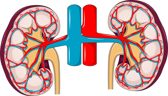 Anatomical illustration of the kidneys in cross-section