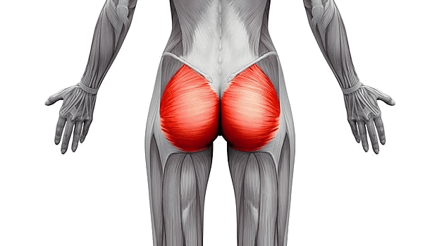 Posterior view of the gluteus maximus muscles highlighted — the left buttock region where pain often sits