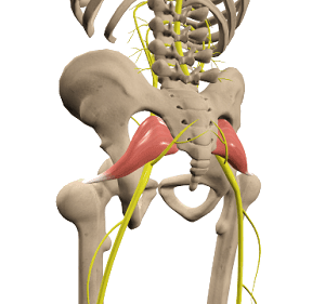 Posterior view of the pelvis with piriformis muscles in red and sciatic nerves in yellow