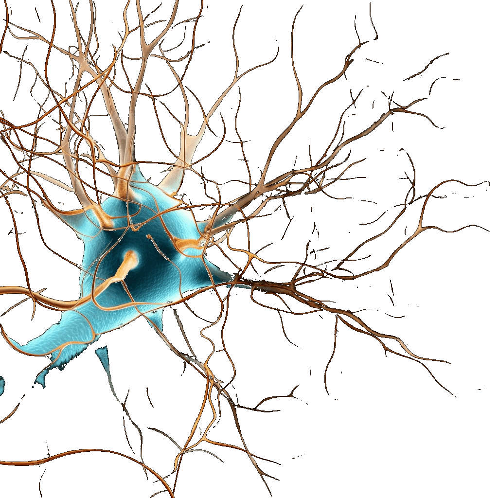 Stylized illustration of a nerve cell — superior cluneal nerves are sensory branches that can be entrapped at the iliac crest