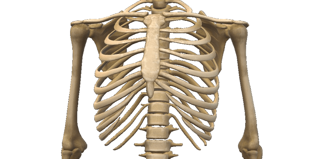 Anterior rib cage and sternum illustration — the costal cartilage junctions where Tietze syndrome swelling appears