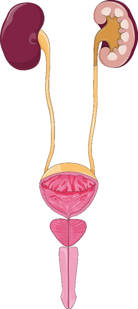 Anatomical illustration of the kidneys, ureters, bladder, and urethra