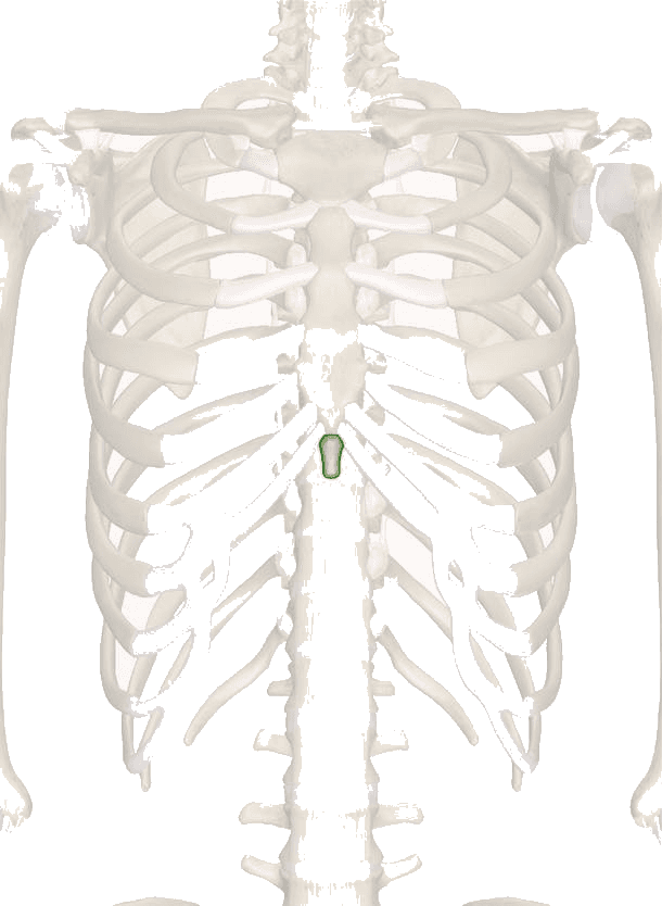 Anterior rib cage with the xiphoid process at the lower tip of the sternum highlighted